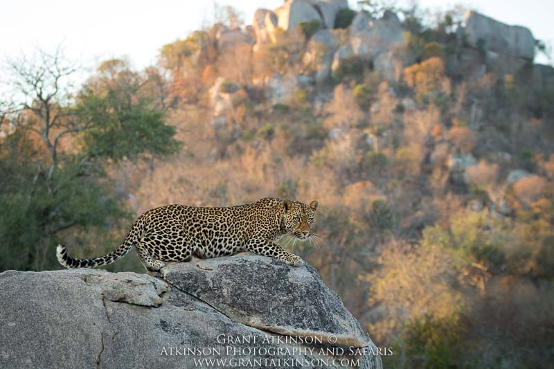 Leopard - Copyright © Grant Atkinson